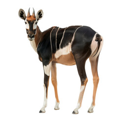 Graceful Okapi Standing Against a Natural Setting Backdrop - Transparent background, Cut out