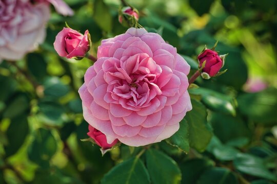 Rose blossom, Rosebuds, Rose image