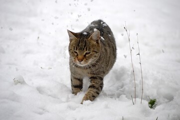 a big gray cat in the snow