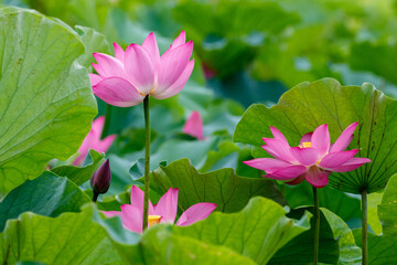 Vivid pink lotus blooms surrounded by green leaves with distinct reticulate veins in an early morning of June at an ecological pond of New Taipei Metro Hydrophilic Park, northern Taiwan.