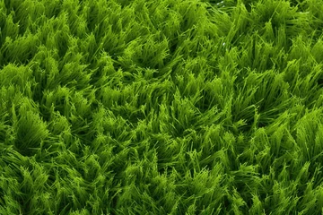 Muurstickers an image of a grass green background © Alexei