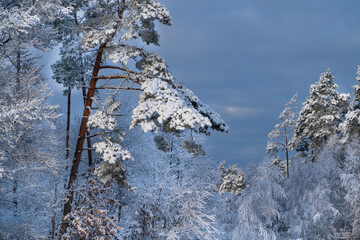 las sosnowy w śniegu - obrazy, fototapety, plakaty
