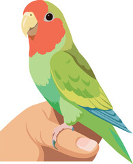 Colorful parakeet perched on human finger © frrlbt