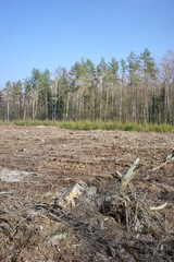 Photo of a tree stump, selective focus. - 758277534