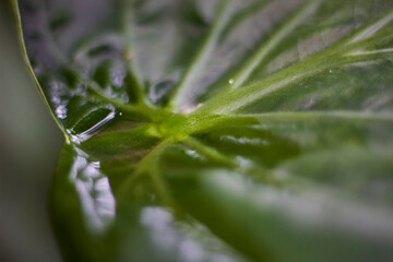 Obraz premium hermosas plantas y flores