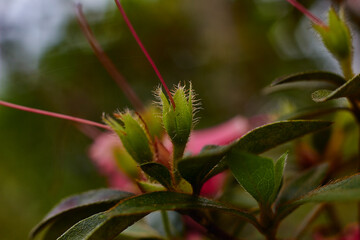 Flores, y plantas hermosas