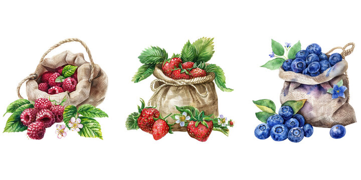 Fruit set. Watercolor Ratchberry, strawberry, blueberry illustration  isolated on white background PNG transparent background