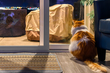 An orange and white longhair Maine Coon cat looks out a glass wall of windows at night overlooking...