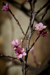 Hermosas flores rosas