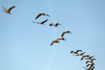 Sandhill cranes (Grus canadensis) in flight; nr Kearney, Nebraska - 758281353