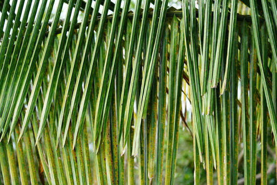 Close-up of a palm leaf in the Amazon rainforest, palm trees background of the tropical jungle in the state of Amazonas, Brazil.