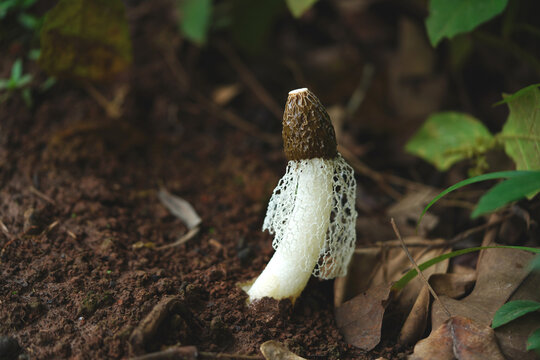 Phallus impudicus, also known as stinkhorn, is a fungus that can be recognized by its foul smell. Close-up of the fine white web under the mushroom cap. Terra do Caju, state of Amazonas, Brazil.