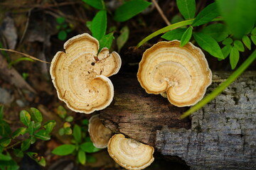 Rain forest mushroom, funnel-shaped mushrooms with a beautiful circular texture in brown, beige and white in the tropical rainforest. Terra do Caju village, Amazonas state, Brazil. - obrazy, fototapety, plakaty