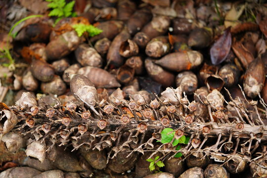 The fruit of the babassu palm (attalea speciosa) is used in the manufacture of medicines, beauty products and beverages. The fruit is also marketed as food supplement powder. Amazon rainforest, Brazil