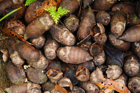 The fruit of the babassu palm (attalea speciosa) is used in the manufacture of medicines, beauty products and beverages. The fruit is also marketed as food supplement powder. Amazon rainforest, Brazil