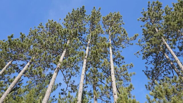 Low angle view of narrow and tall pine trees growing in single row against blue sky in sunny day swaying in windy conditions,