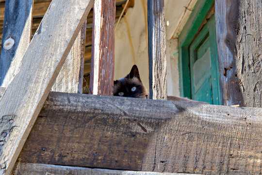 Siamese cat peeps from old wooden balcony in abandoned house of Spanish rural village.