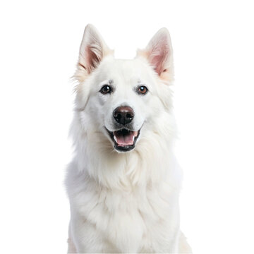 happy White dog isolated on Transparent background.