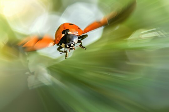 Macro photograph of a ladybug opening its wings to take flight, against a plain green background in brilliant afternoon light.