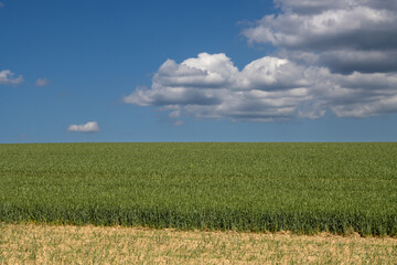 Obraz premium Green field and a blue sky, Brnicko, Czechia
