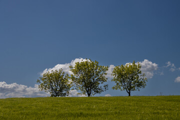 Obraz premium Green field and three trees, Brnicko, Czechia