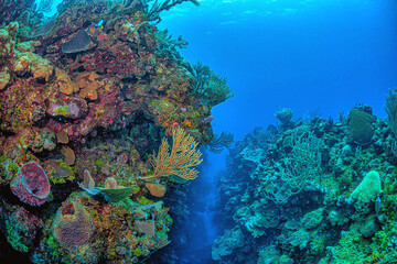 Naklejka na ściany i meble Caribbean coral garden