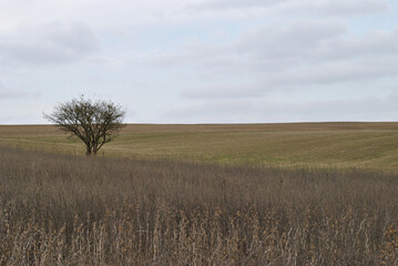 Obraz premium tree in the field