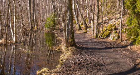 Walk path at a frozen swamp in the shadow in the natural preserve Judarskogen a sunny winter day in Stockholm