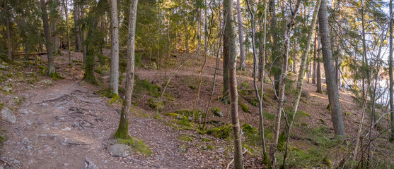 Uphill walking path with roots and stones in the forest of the natural preserve Judarskogen a sunny...