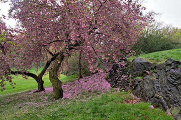 Central Park in spring - 758284798