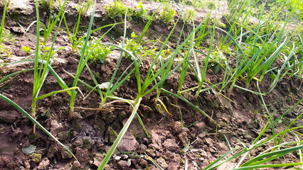 An onion, also known as the bulb onion or common onion