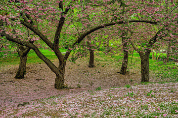 Central Park in spring - 758284927