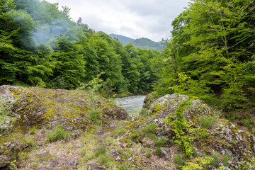 Fototapeta na wymiar rocky banks of a mountain river with various types of vegetation in the summer.