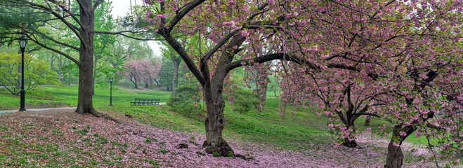 Central Park in spring - 758285160