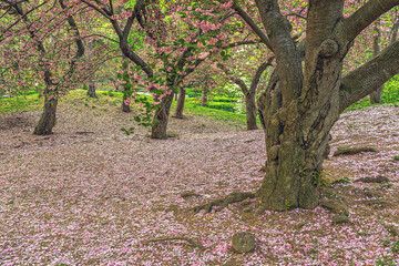 Central Park in spring - 758285301