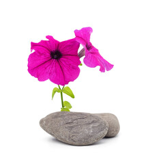 Pink petunia with stones. - 758285506