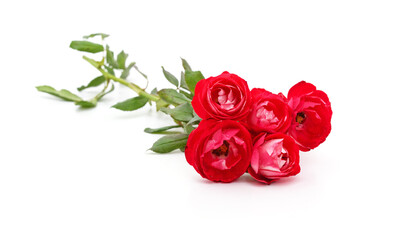 Bouquet red roses. - 758285508