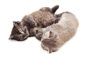 Two kittens lying next to each other. - 758285515