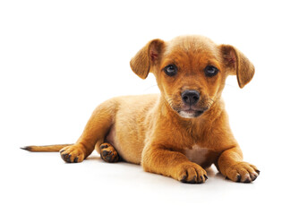 Little brown puppy. - 758285518