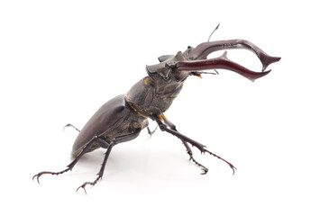 Black stag beetle. - 758285532