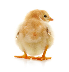 Baby yellow chicken. - 758285535