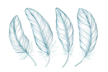 Elegant Hand-Drawn Feathers Illustration  - Isolated on White Transparent Background