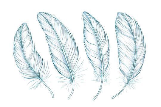 Elegant Hand-Drawn Feathers Illustration  - Isolated on White Transparent Background
