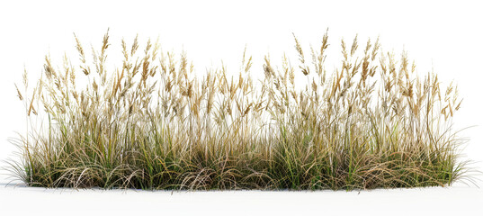 Savanna Grass Field Isolated on white background