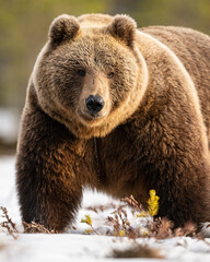 Big brown bear on snow - 758286172