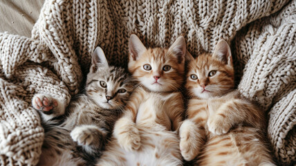 Top view of cute kittens laying on woolly blanket. - 758286303