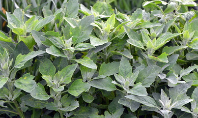White goosefoot (Chenopodium album) grows in nature