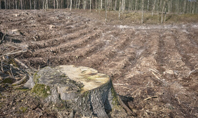 Photo of a tree stump against the background of a cut down forest, selective focus.