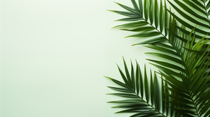 Palm branches on a white background. Suitable for board, postcards. home plants on a blank background, for advertising and for text, green plant branches leaves on a gray background