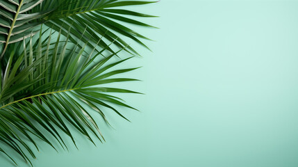 Fototapeta premium Palm branches on a white background. Suitable for board, postcards. home plants on a blank background, for advertising and for text, green plant branches leaves on a gray background